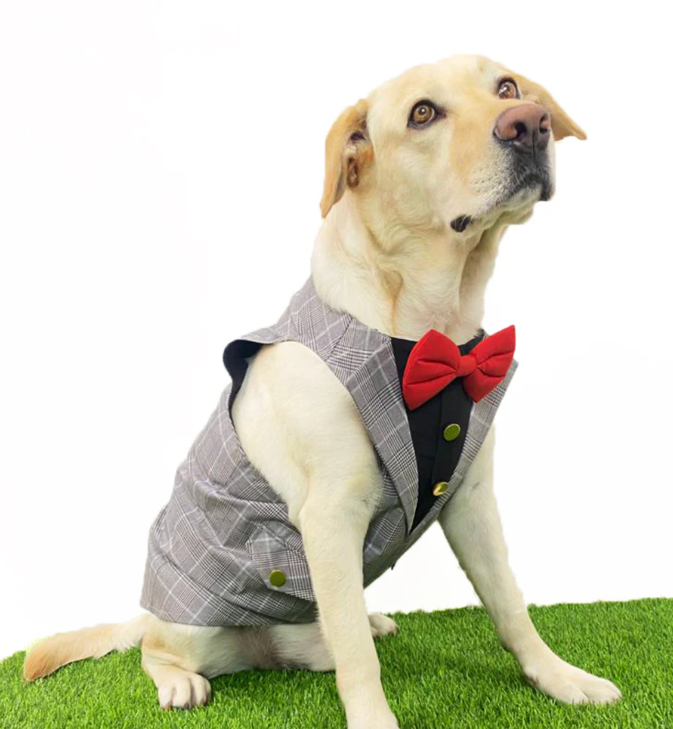 Grey check pet tuxedo with easy velcro fit, formal outfit for dogs by Loom and Latch, shown on a pet wearing the tuxedo.